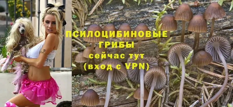 кракен ССЫЛКА  Тетюши  Галлюциногенные грибы Psilocybe 